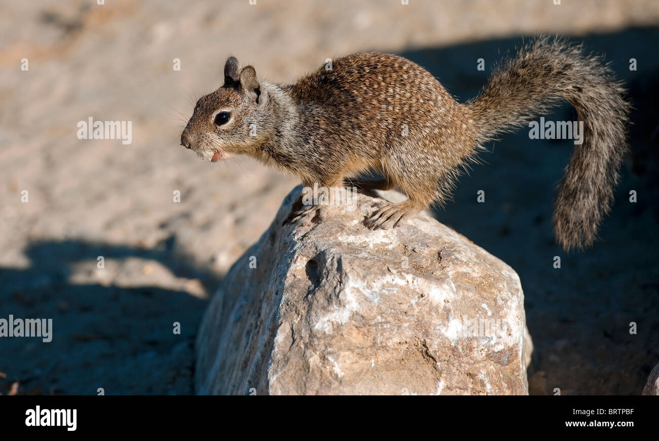 California Ground Squirrel, (Spermophilus beecheyi) Stock Photo