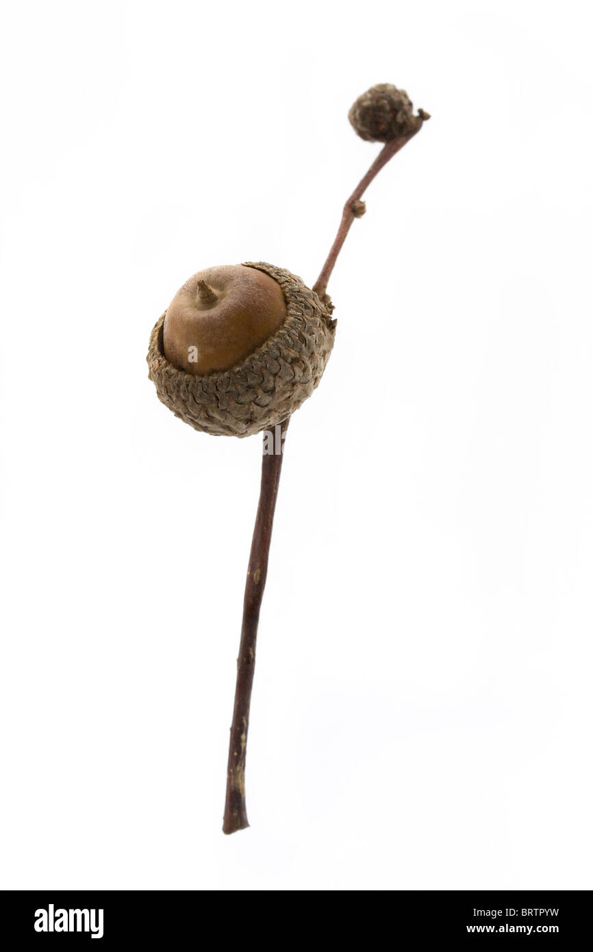 brown acorn on a branch over white Stock Photo