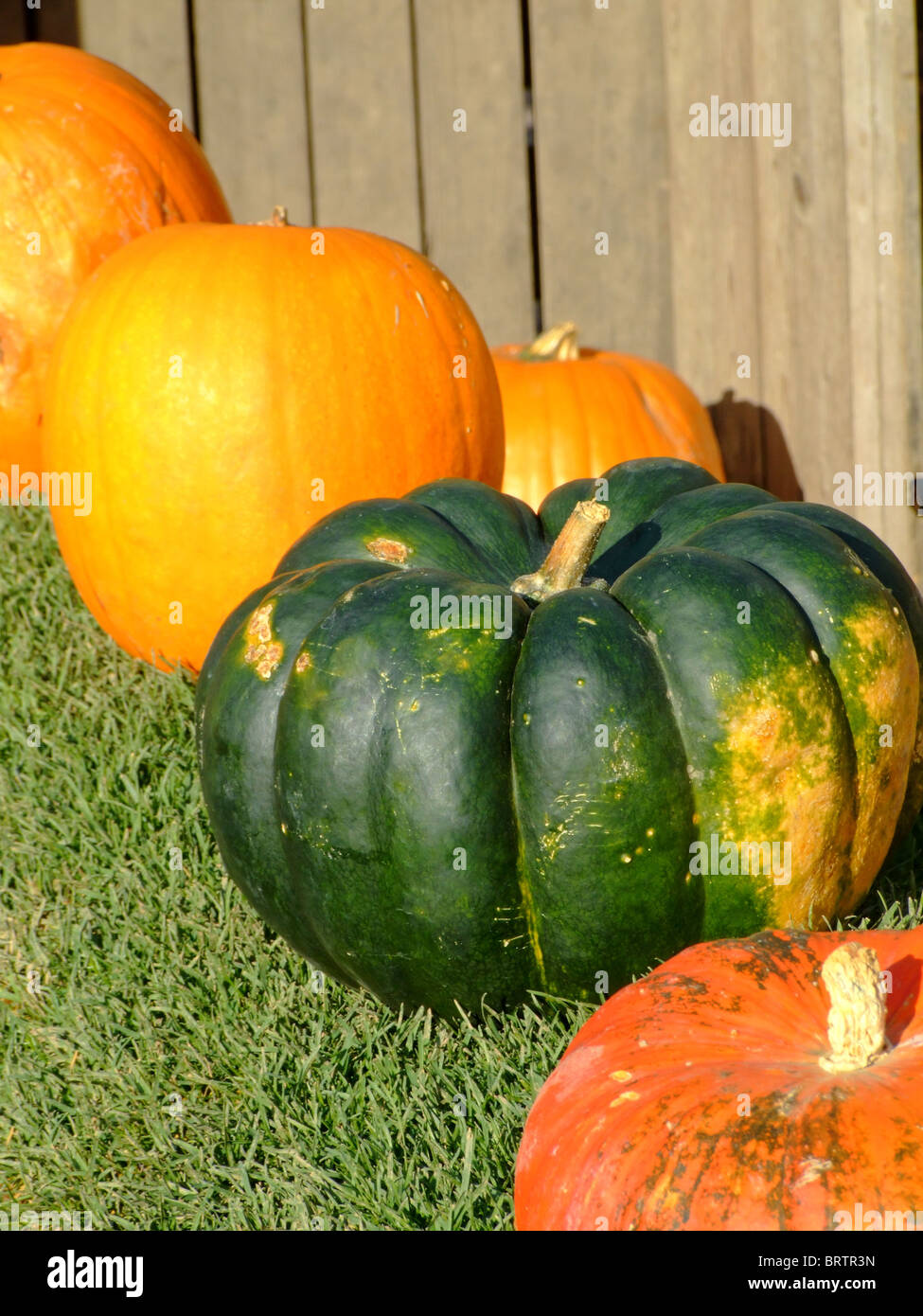 Different size and color pumpkins on green grass Stock Photo - Alamy