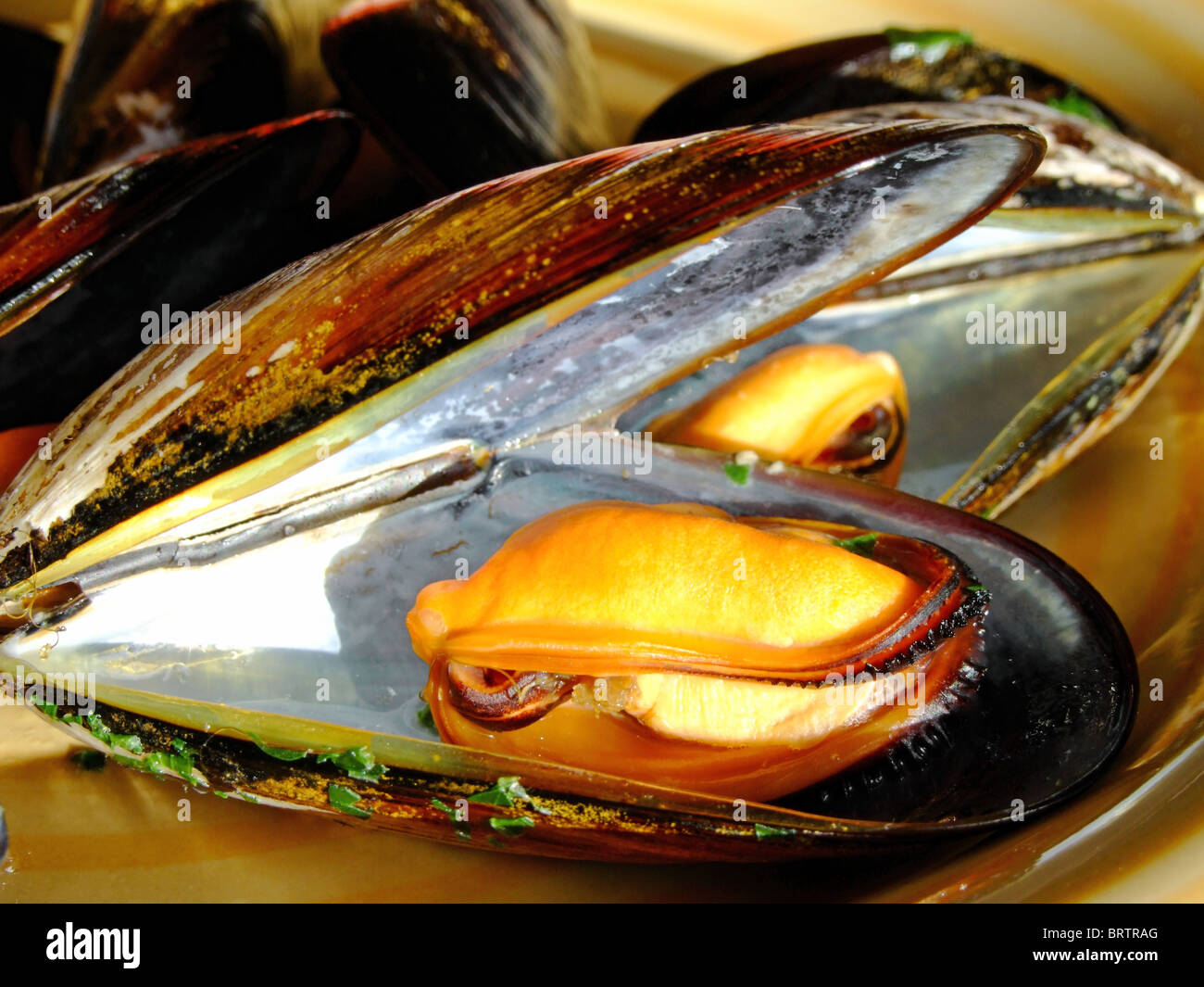 Closeup of cooked mussels Stock Photo Alamy