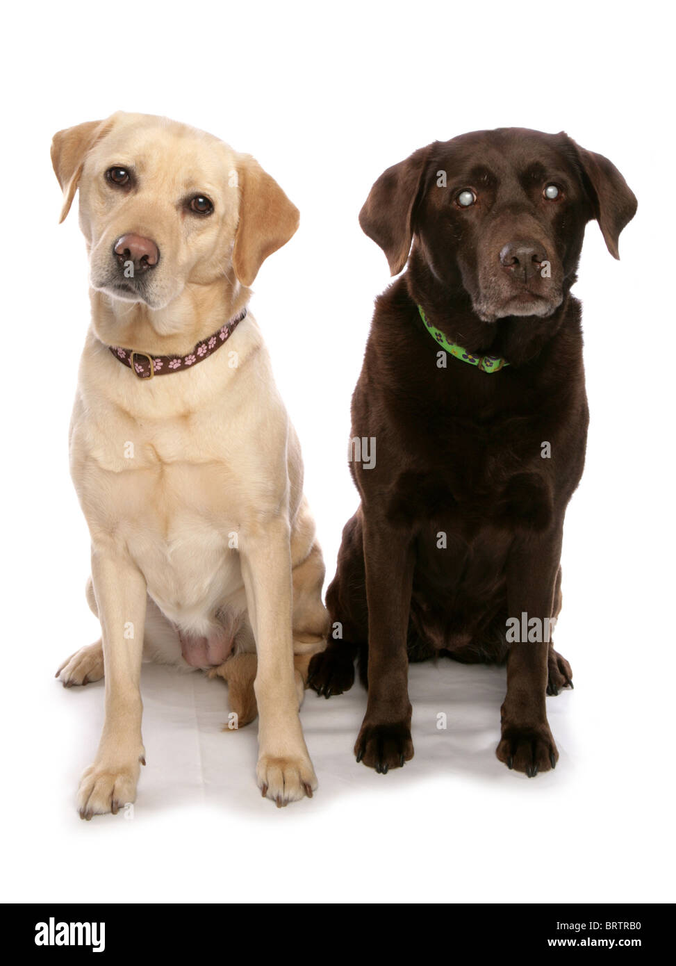 Labrador Retriever Two adults sitting in studio UK Stock Photo Alamy