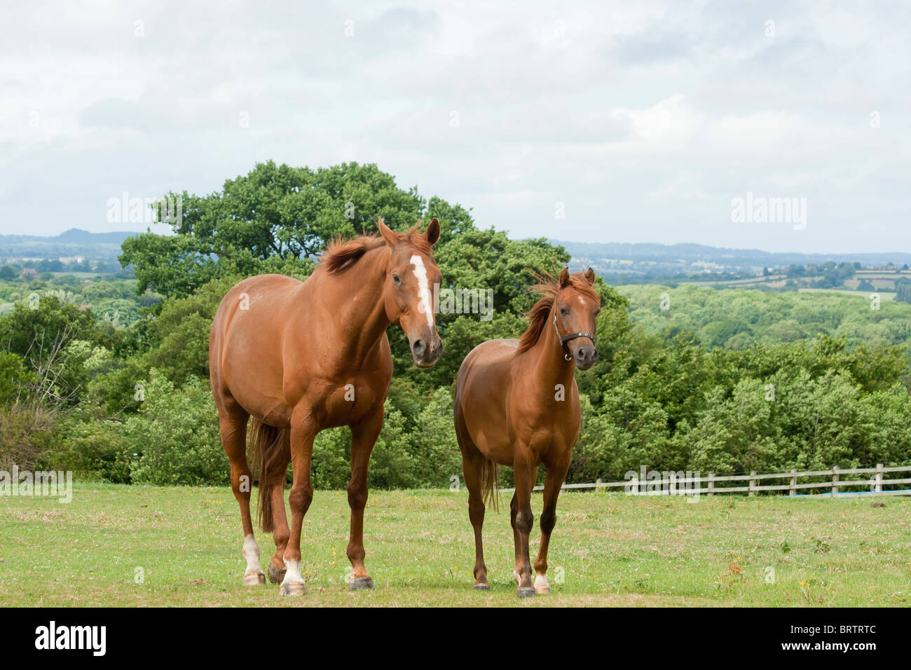 Chestnut horses hi-res stock photography and images - Alamy