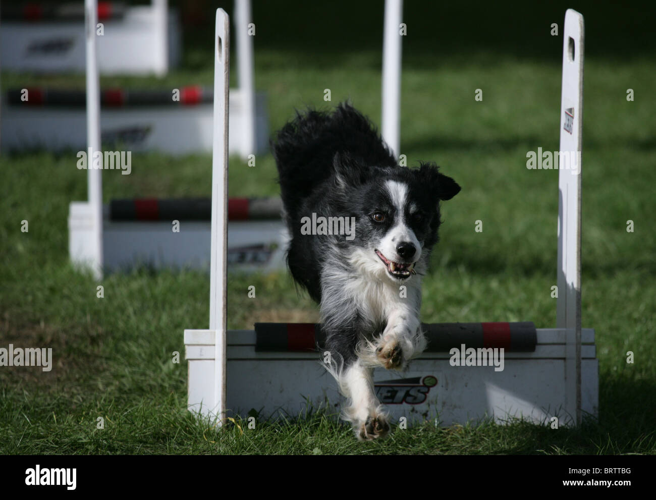 Border collie Single adult jumping hurdle in flyball UK Stock Photo