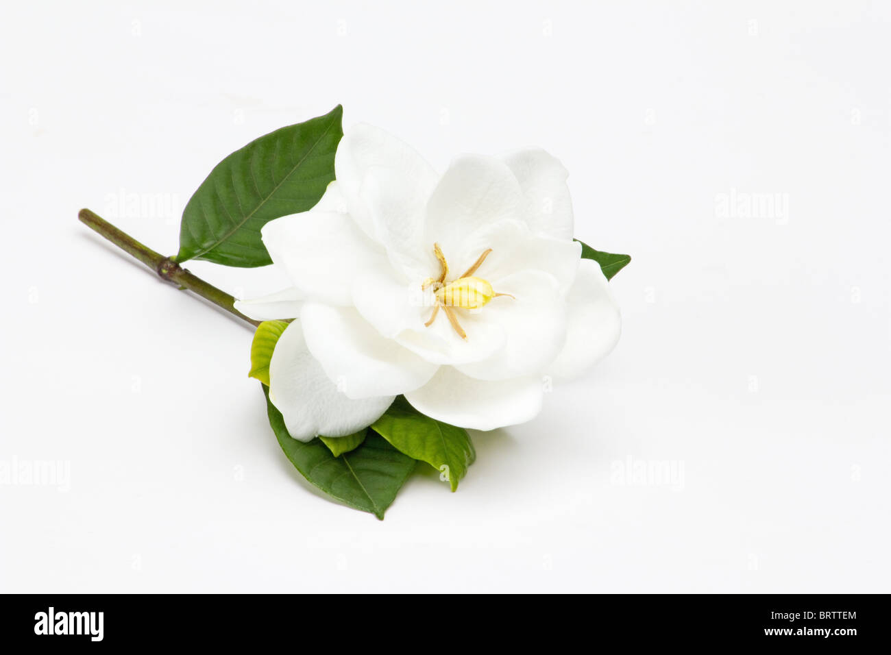 white magnolia flower gardenia flower created with a nikon lens hd wallpaper  Stock Illustration  Adobe Stock