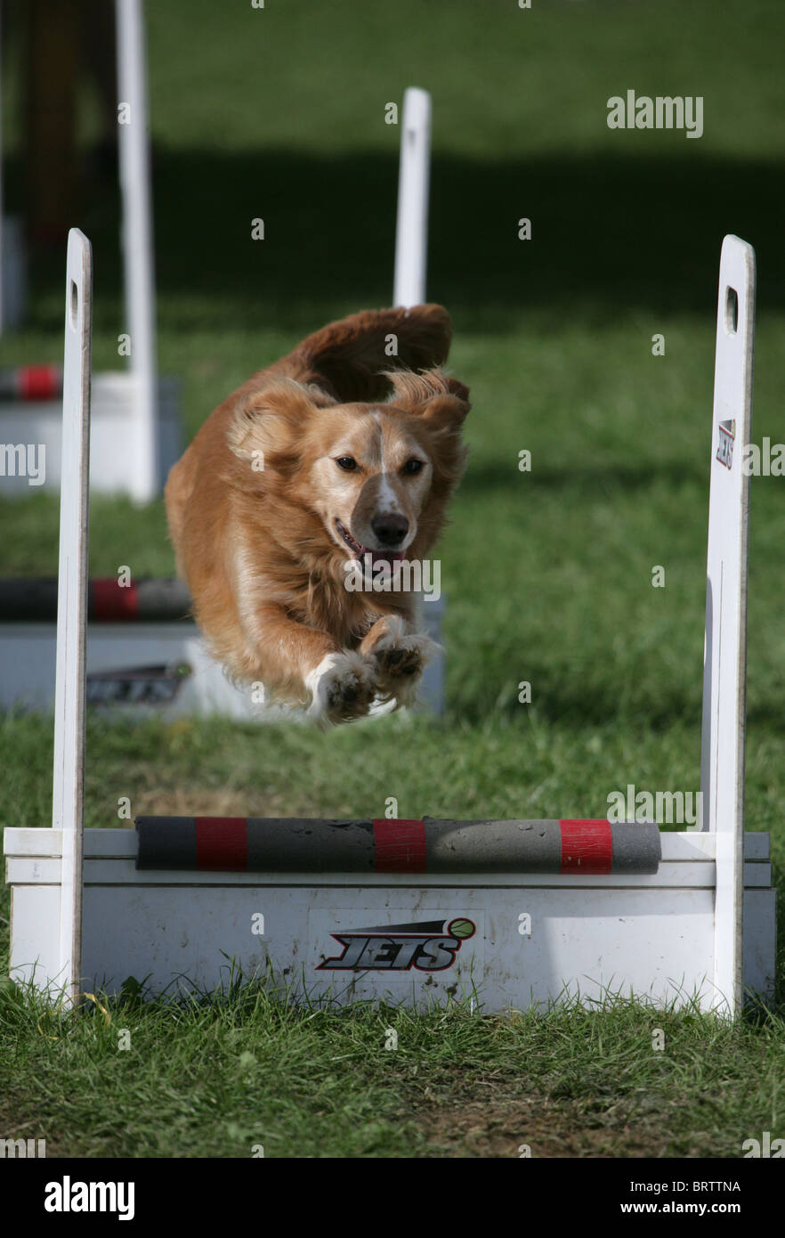 Mongrel Single adult jumping hurdle in flyball UK Stock Photo