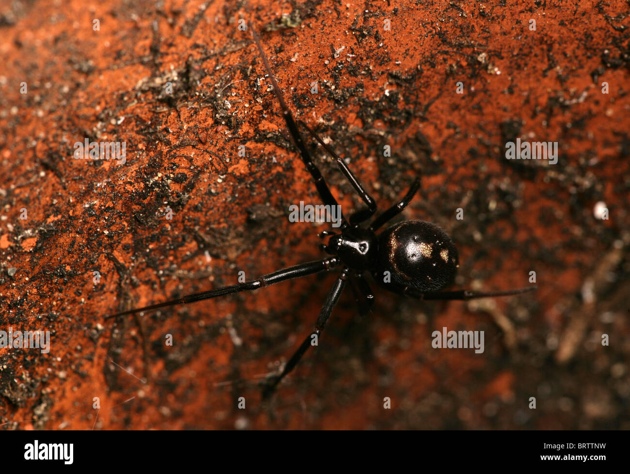 False black widow spider Steatoda grossa Single adult in an empty flower pot Hampshire, UK Stock Photo
