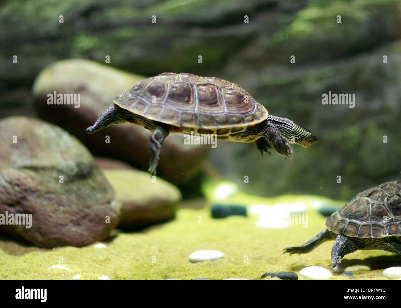 Chinese Golden Thread Turtle, Ocadia sinensis, endangered turtle from China, Taiwan and Vietnam Stock Photo