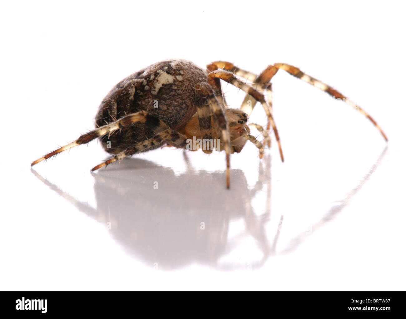Garden spider Araneus diadematus Single adult portrait in studio UK Stock Photo