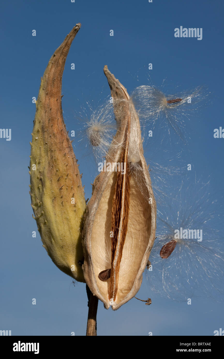 Common Milkweed seeds being dispersed from pod by wind Asclepias syriaca Eastern USA Stock Photo