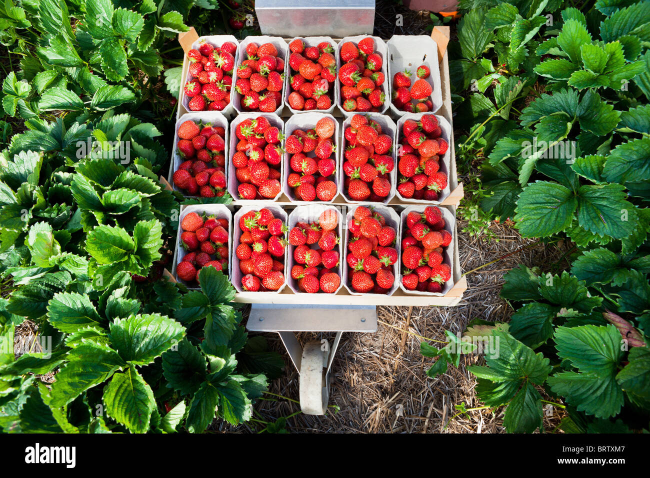 Closeup of fresh organic strawberries Stock Photo - Alamy