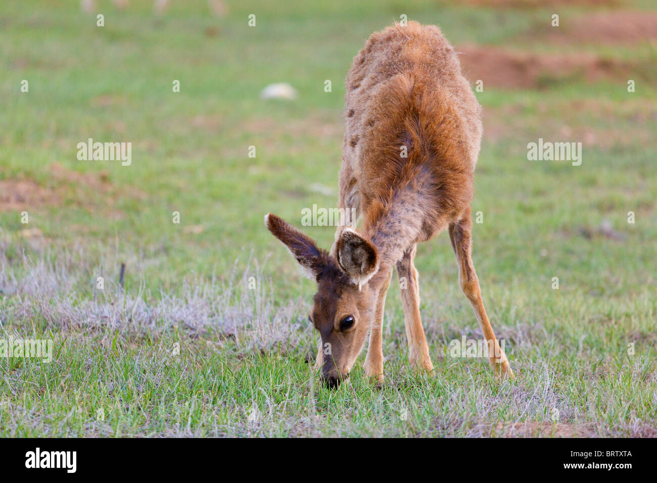 Mule deer Stock Photo