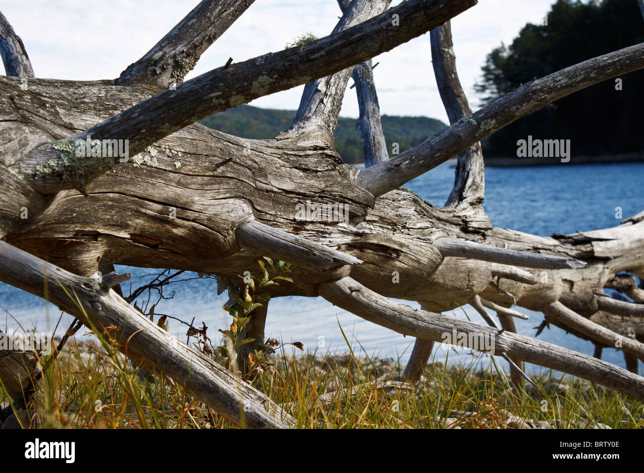 dead fallen snag by the side of a lake Stock Photo