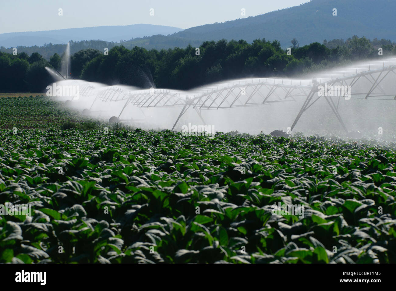 Pivot irrigation system in a tobacco field Stock Photo