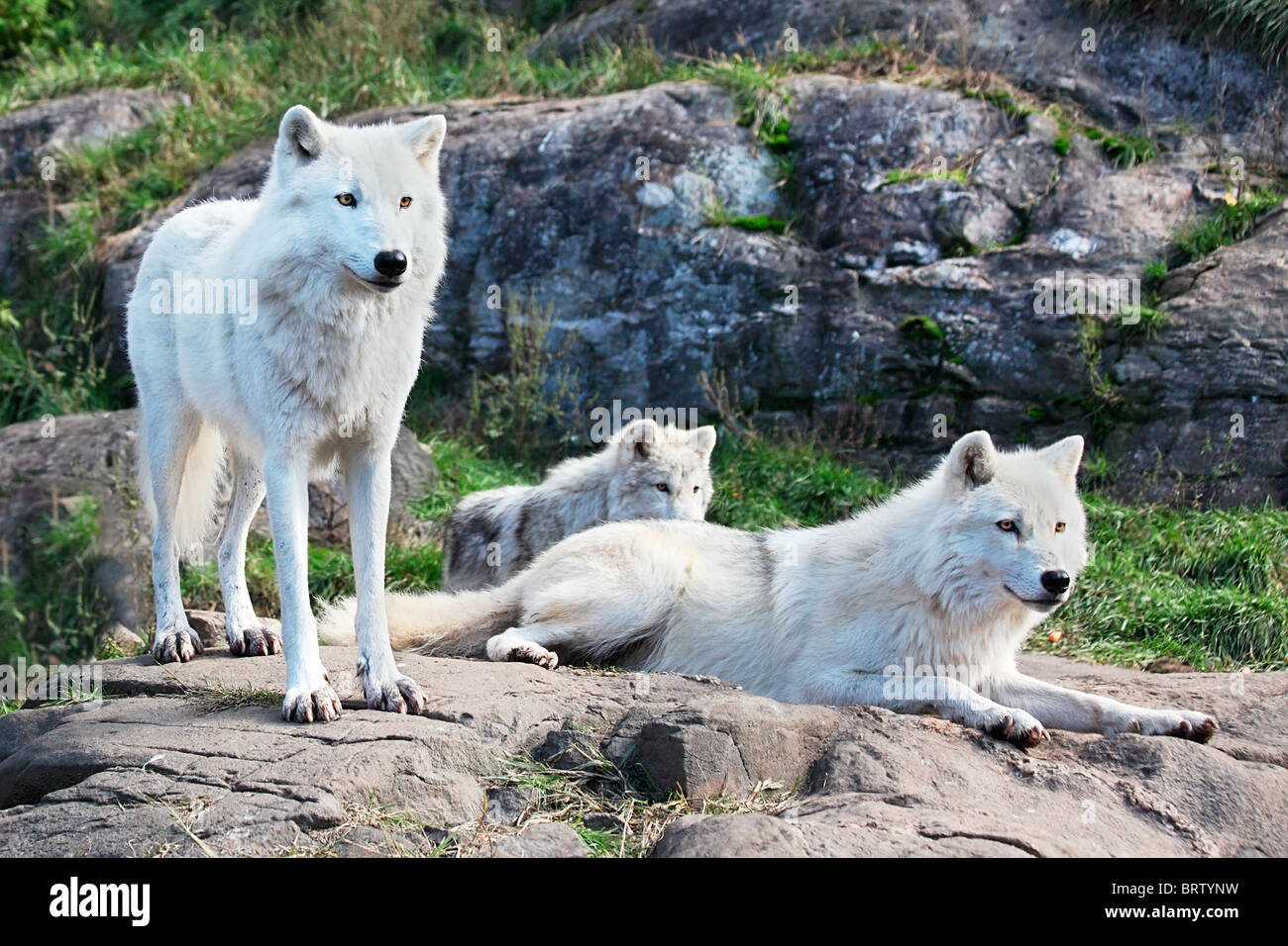 A family of arctic wolves are looking ahead. Stock Photo