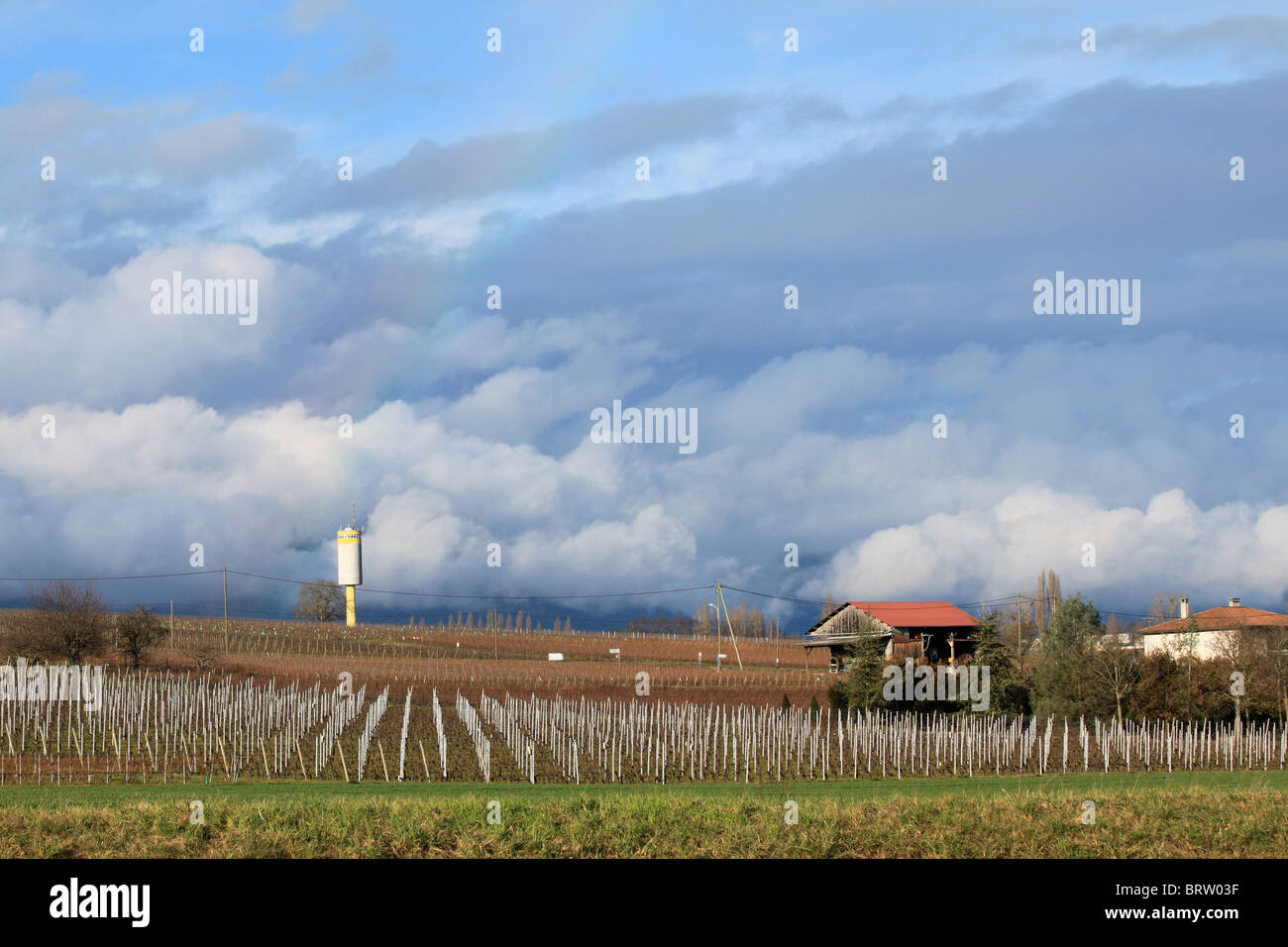 vineyard, Geneva region, cumulus stratus cloud behind, bad weather coming Stock Photo