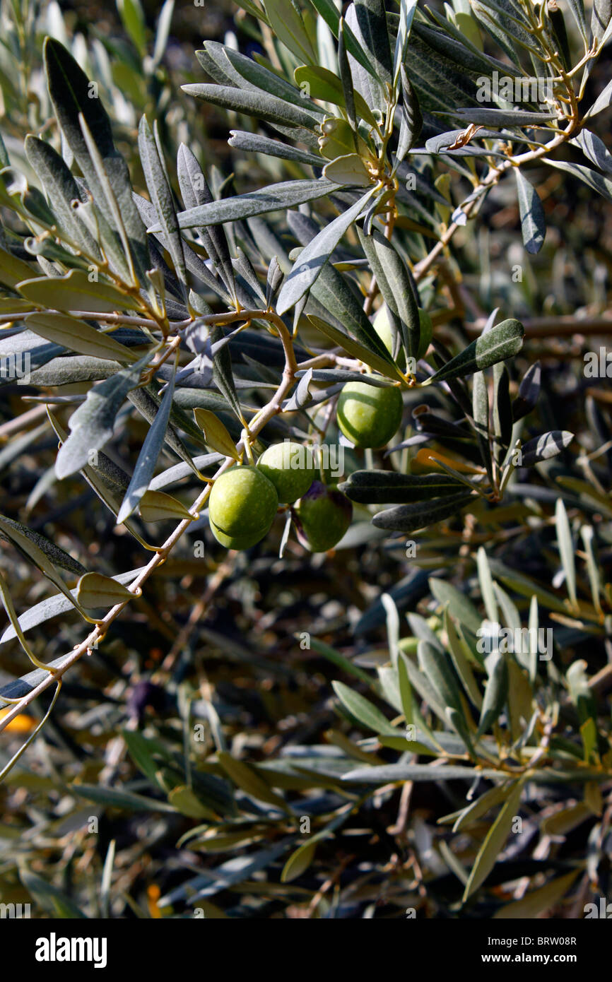 GREEN GREEK OLIVES GROWING ON THE TREE. OLEA EUROPAEA. Stock Photo
