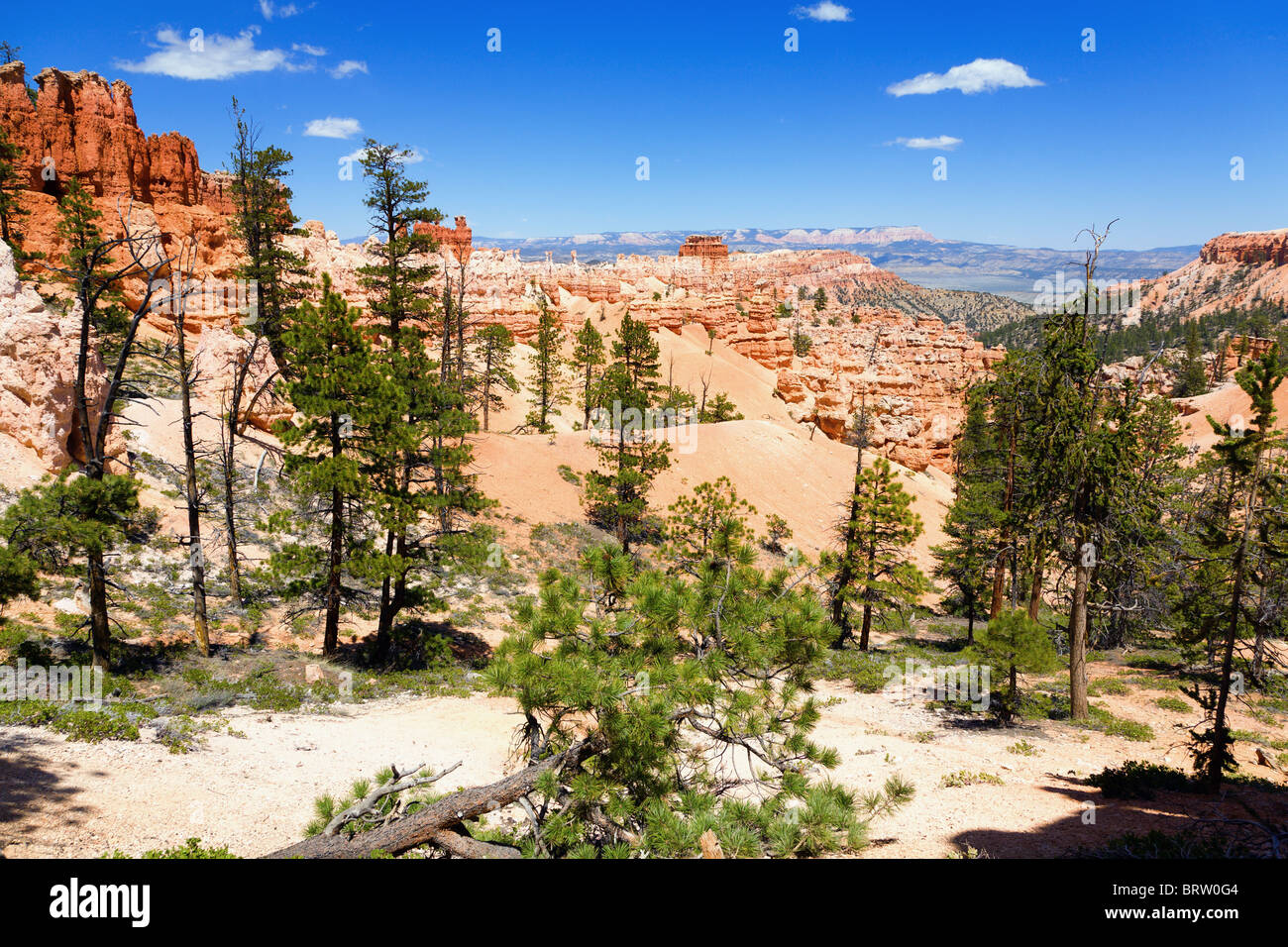 Bryce Canyon Stock Photo