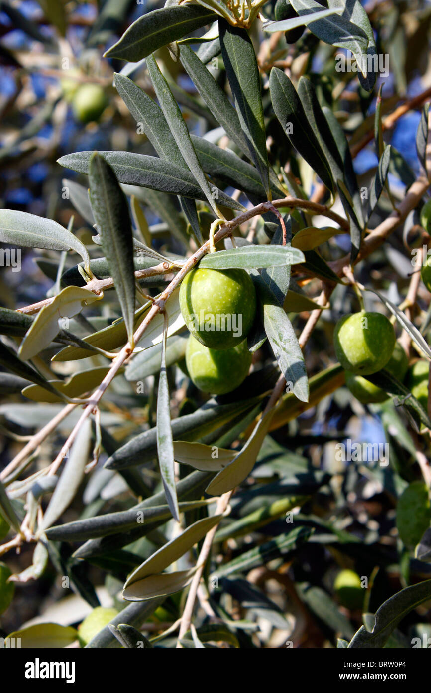 Growing olive tree hires stock photography and images Alamy