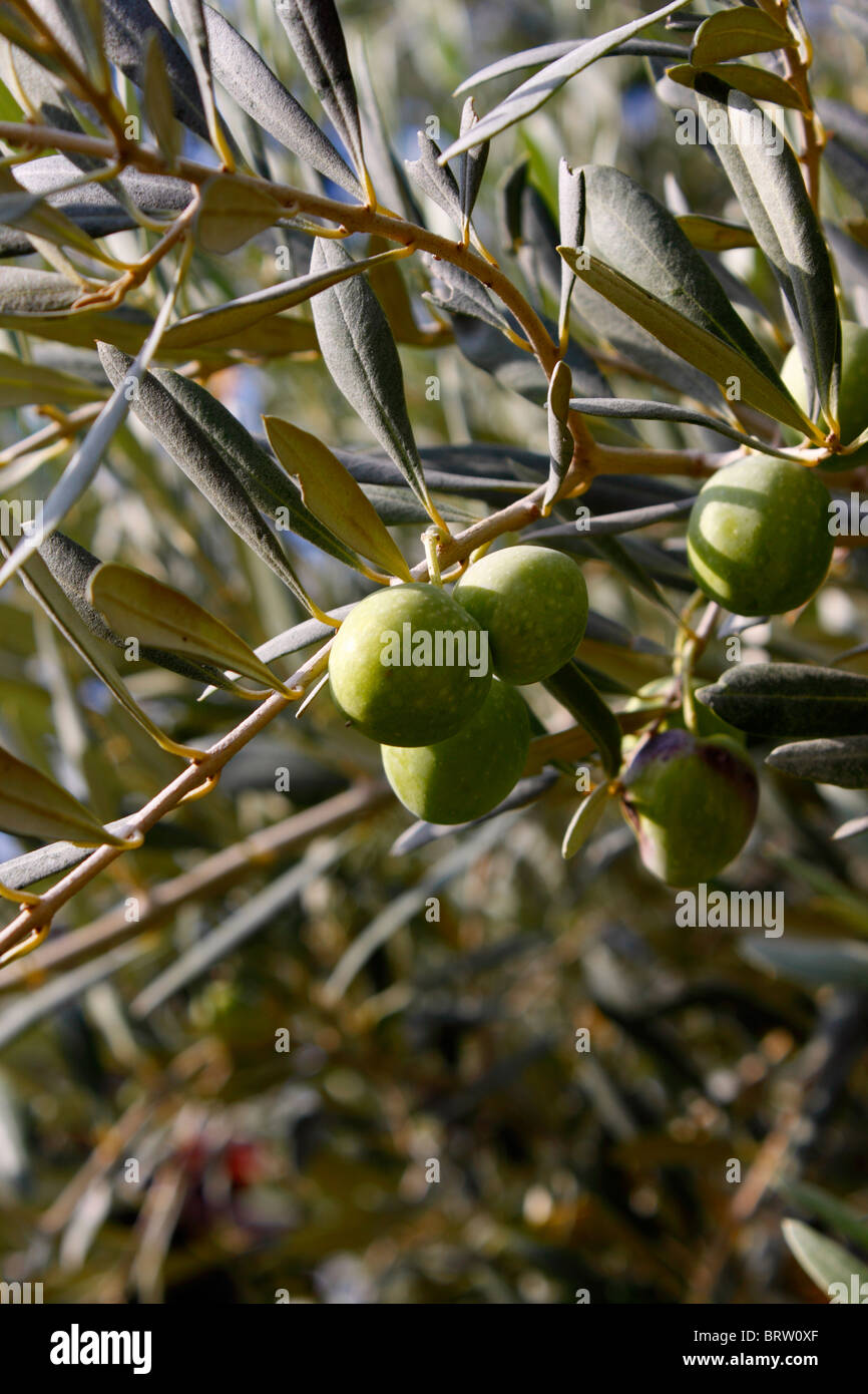 GREEN GREEK OLIVES GROWING ON THE TREE. OLEA EUROPAEA Stock Photo Alamy