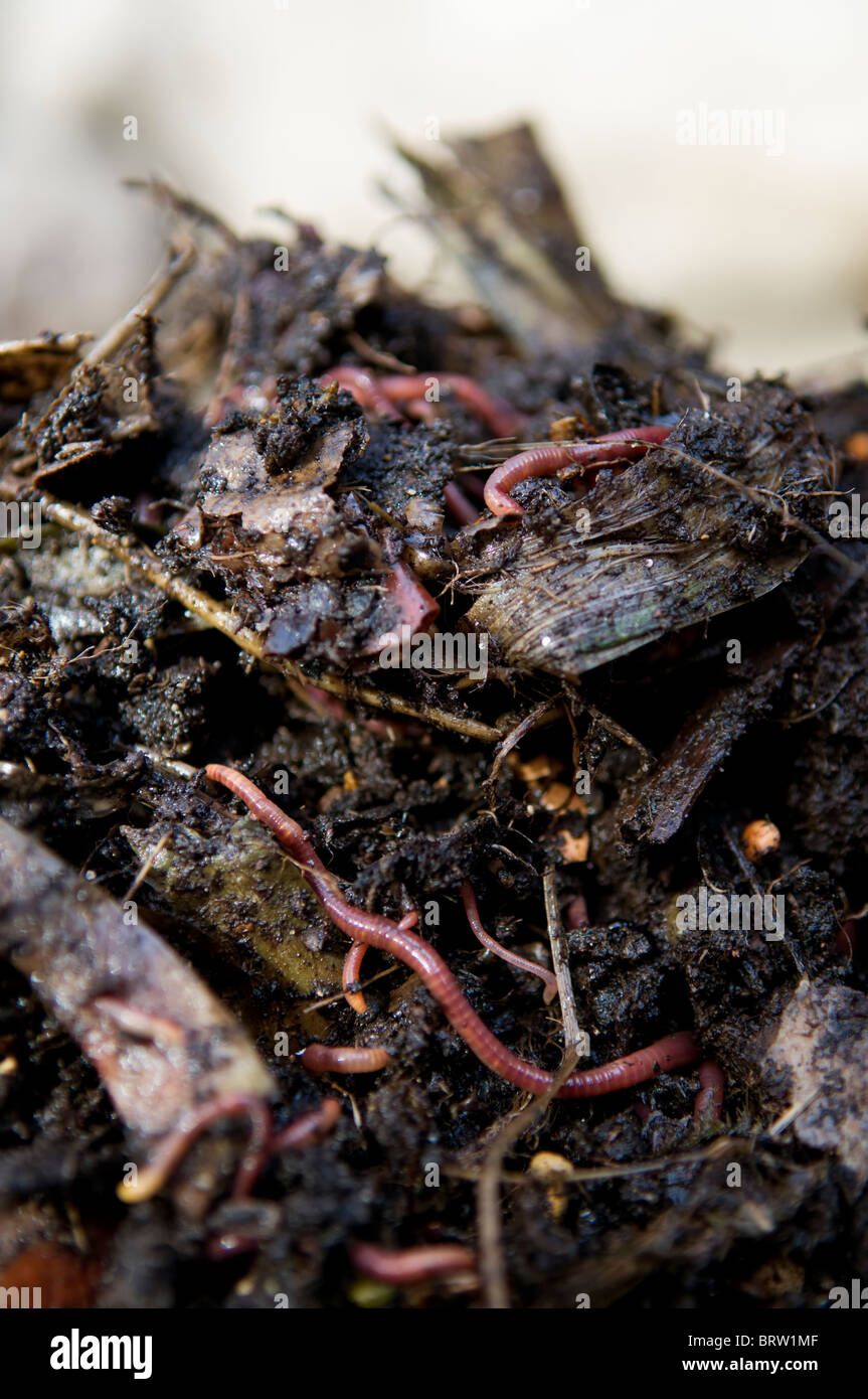Close up of earth worms on freshly dug soil from compost heap Stock
