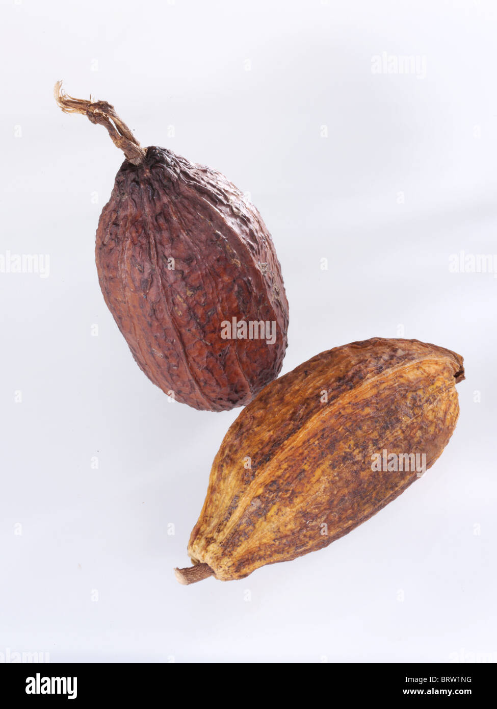 Two cocoa pods Stock Photo
