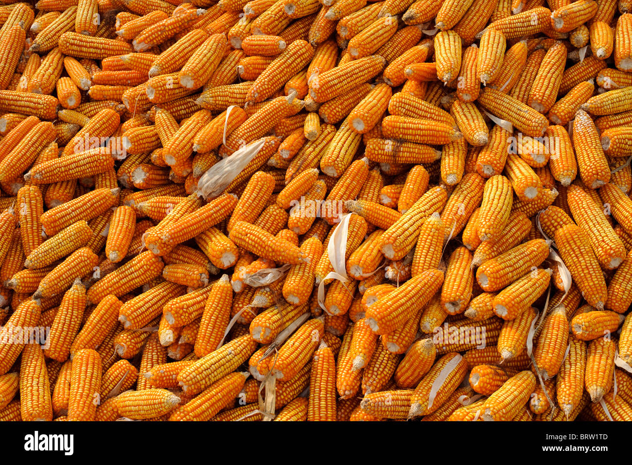 Corn crop Stock Photo