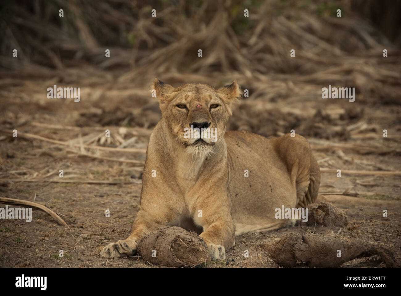 Lioness with a coconut or similar between her paws whilst lying down and looking into the camera, Amboseli in Kenya Stock Photo