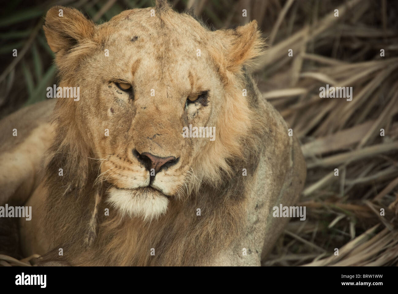 Adolescent Lion looking soulful with a scarred body Stock Photo