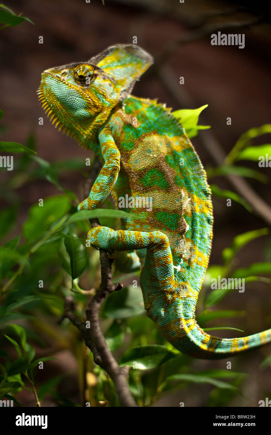 Green chameleon on a tree branch Stock Photo