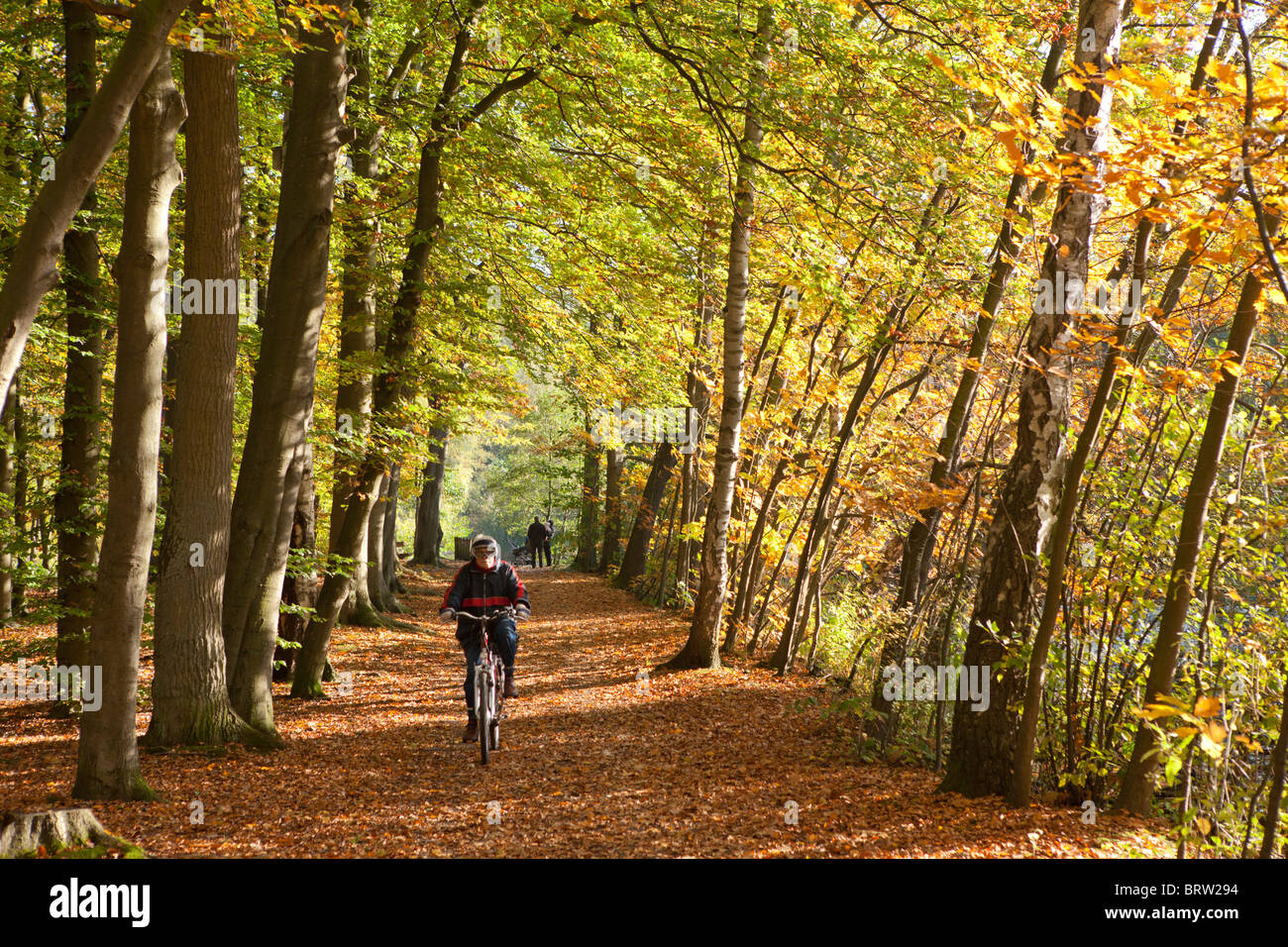 autumnal forest Stock Photo