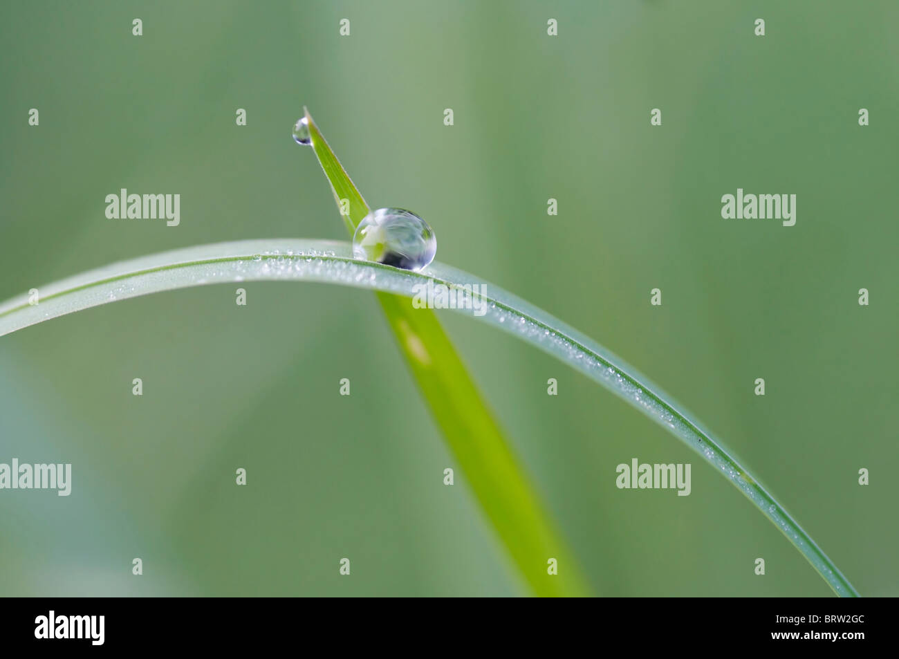 blade of grass with dew Stock Photo Alamy