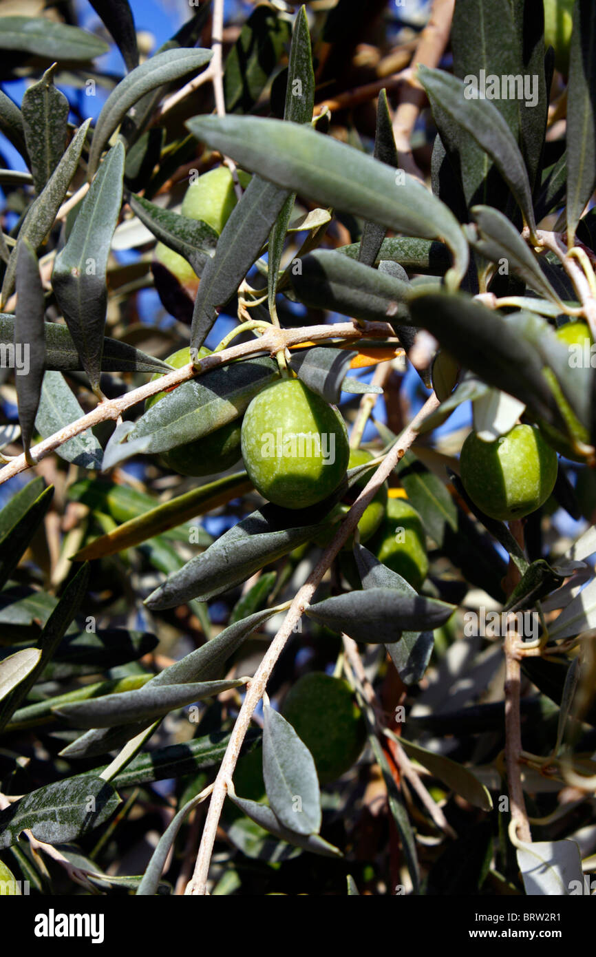 GREEN GREEK OLIVES GROWING ON THE TREE. OLEA EUROPAEA Stock Photo Alamy