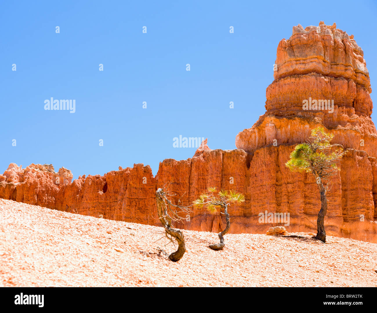 Trees of Bryce Canyon Stock Photo