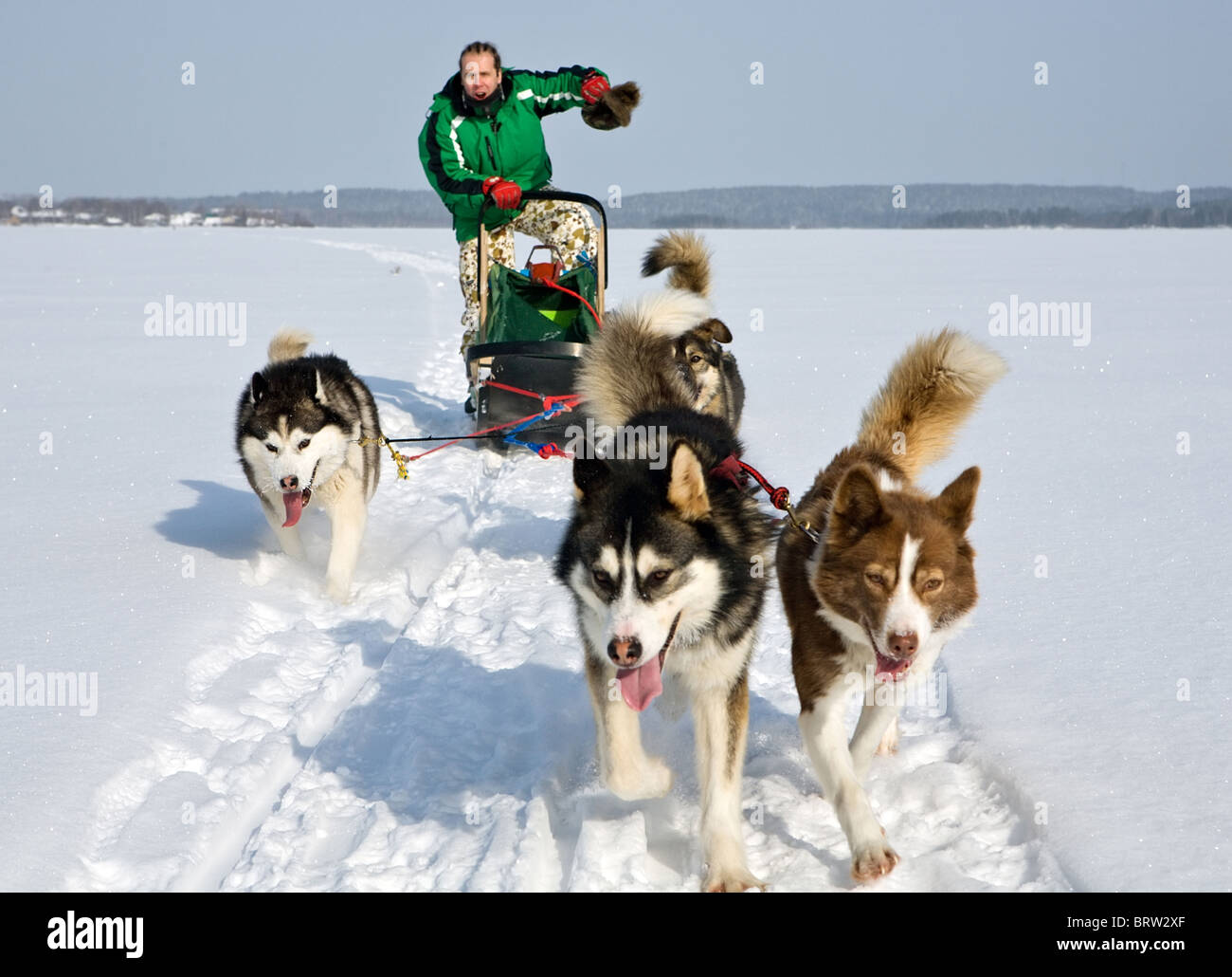 man in dog sledding travel across snow field Stock Photo