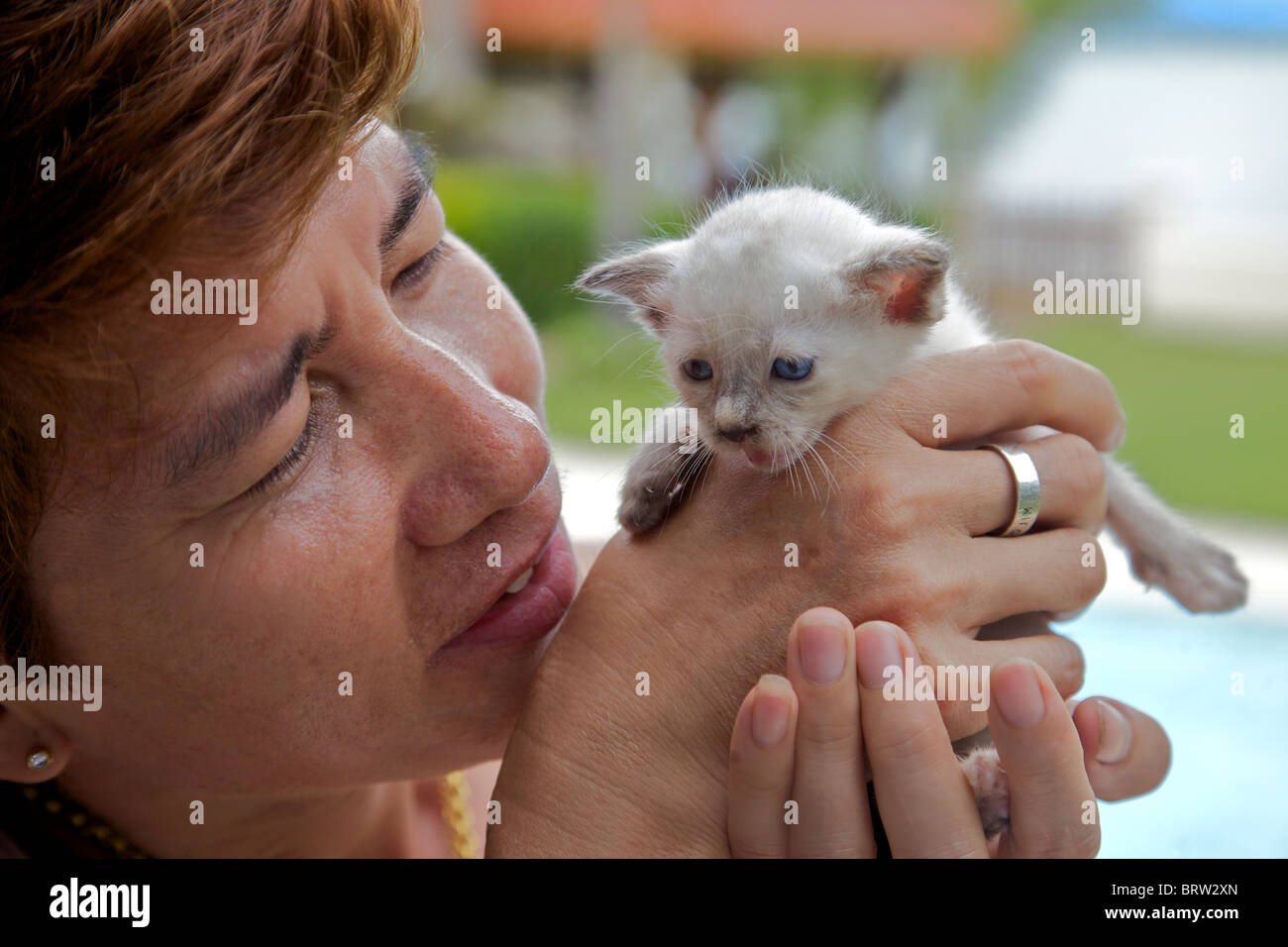A very young blue eyed cat abandoned by her mother in Thailand Stock Photo