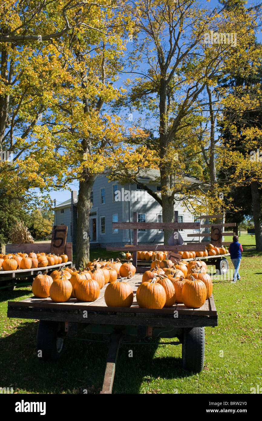 Pumpkins for sale at a farm in Mohawk Valley of New York State Stock