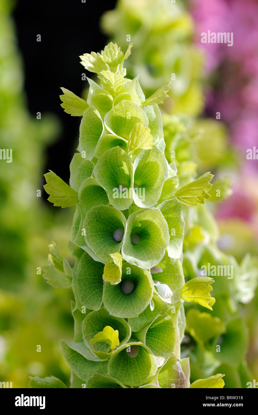 Moluccella laevis BellsofIreland Bells of Ireland summer flowering