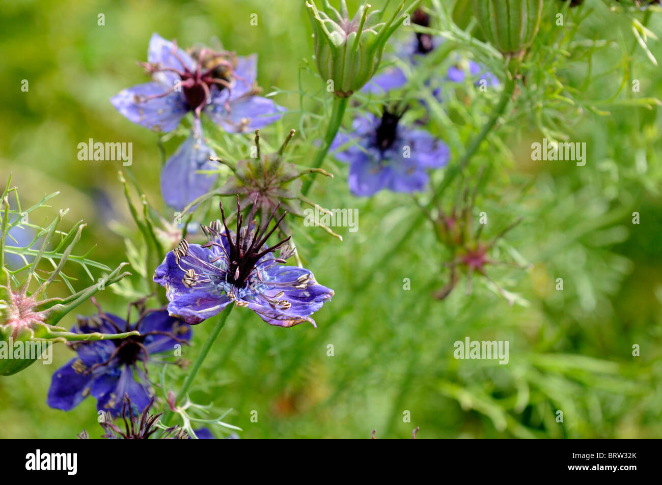 Nigella hispanica papillosa Love-in-a-mist fennel flower blue bloom blossom hardy annual bedding plant Stock Photo