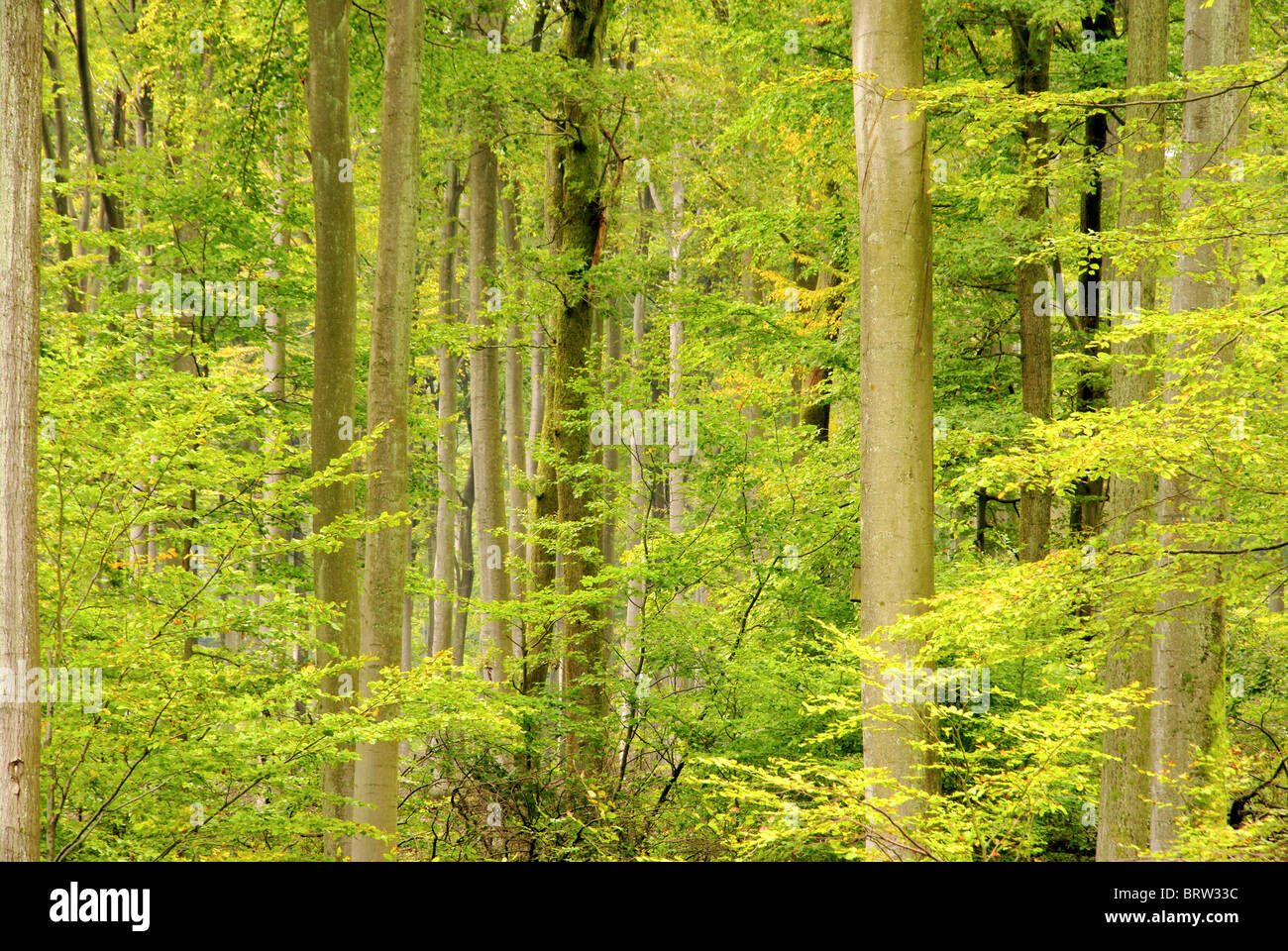 Buchenwald im Herbst - beech forest in fall 15 Stock Photo