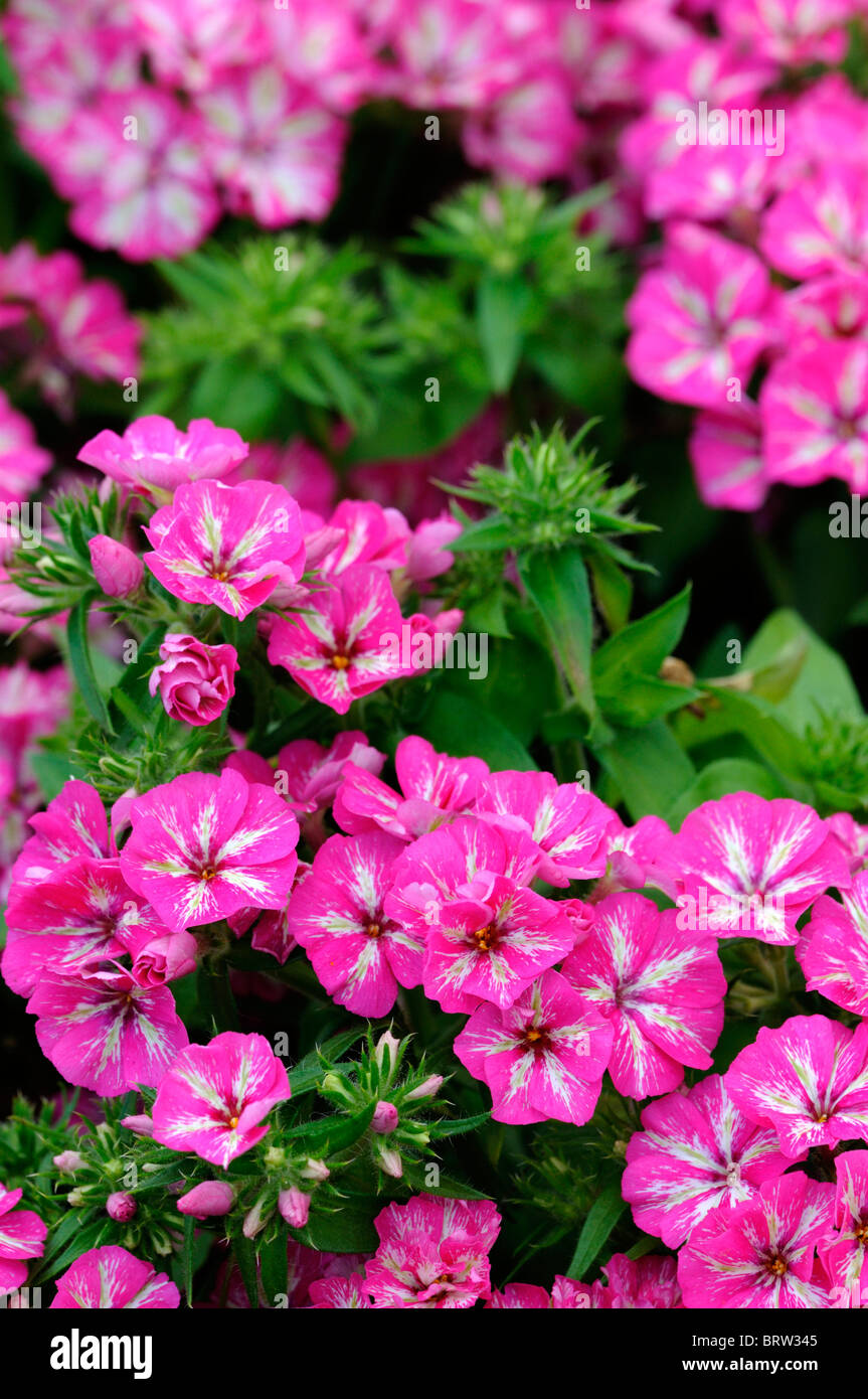 Phlox drummondii grammy pink white flower closeup close up macro bloom blossom annual bedding container plant Stock Photo