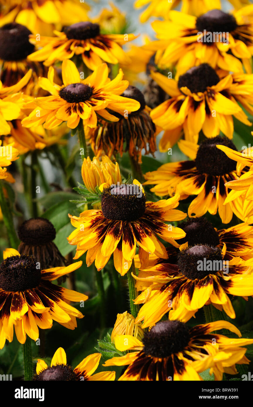 Dwarf coneflower hires stock photography and images Alamy