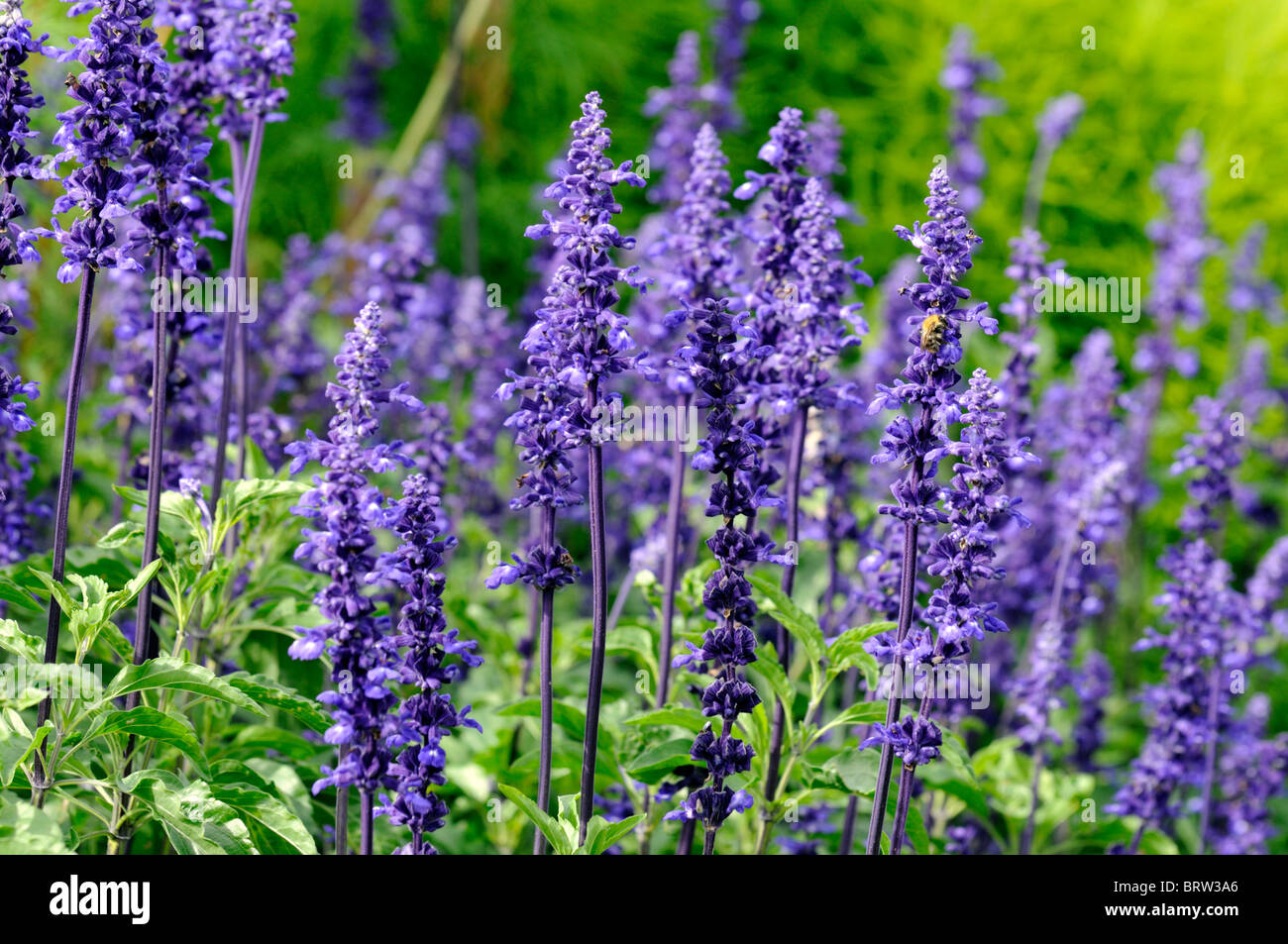 Salvia farinacea Victoria perennial herbaceous plant purple flowers bloom blossom officinale plant sage Stock Photo