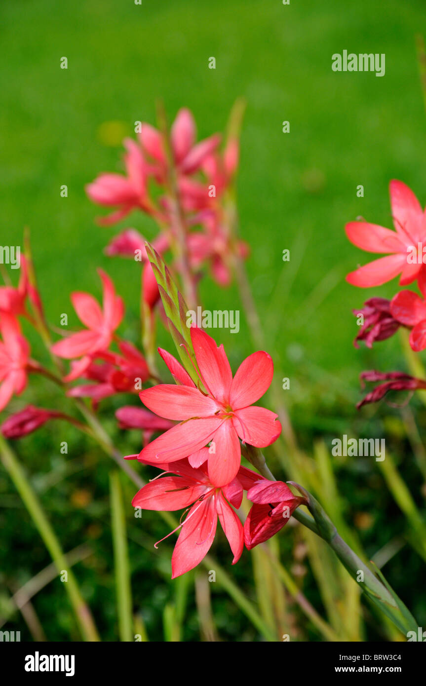 schizostylis coccinea anita pink kaffir lily lilies red flower flowers