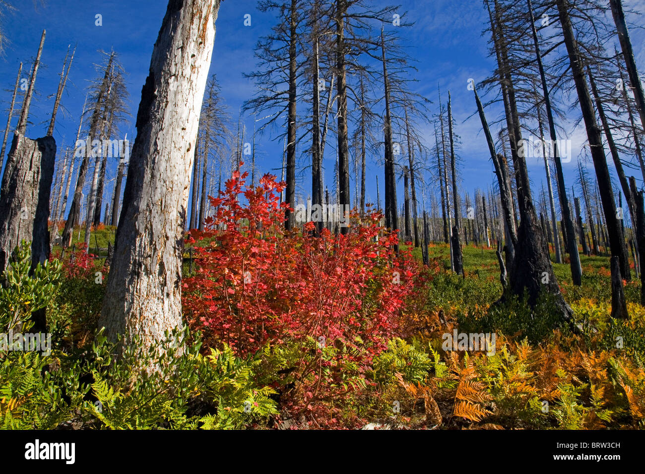 Vine maple turns red in autumn in the charred remains of a forest fire in the Oregon Cascade Mountains Stock Photo