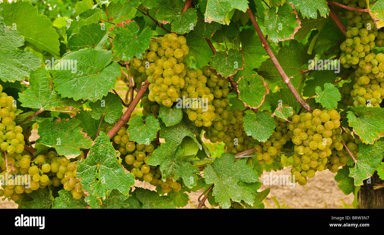 Green Grapes on a vine in Niagara Vineyards, Ontario, Canada Stock