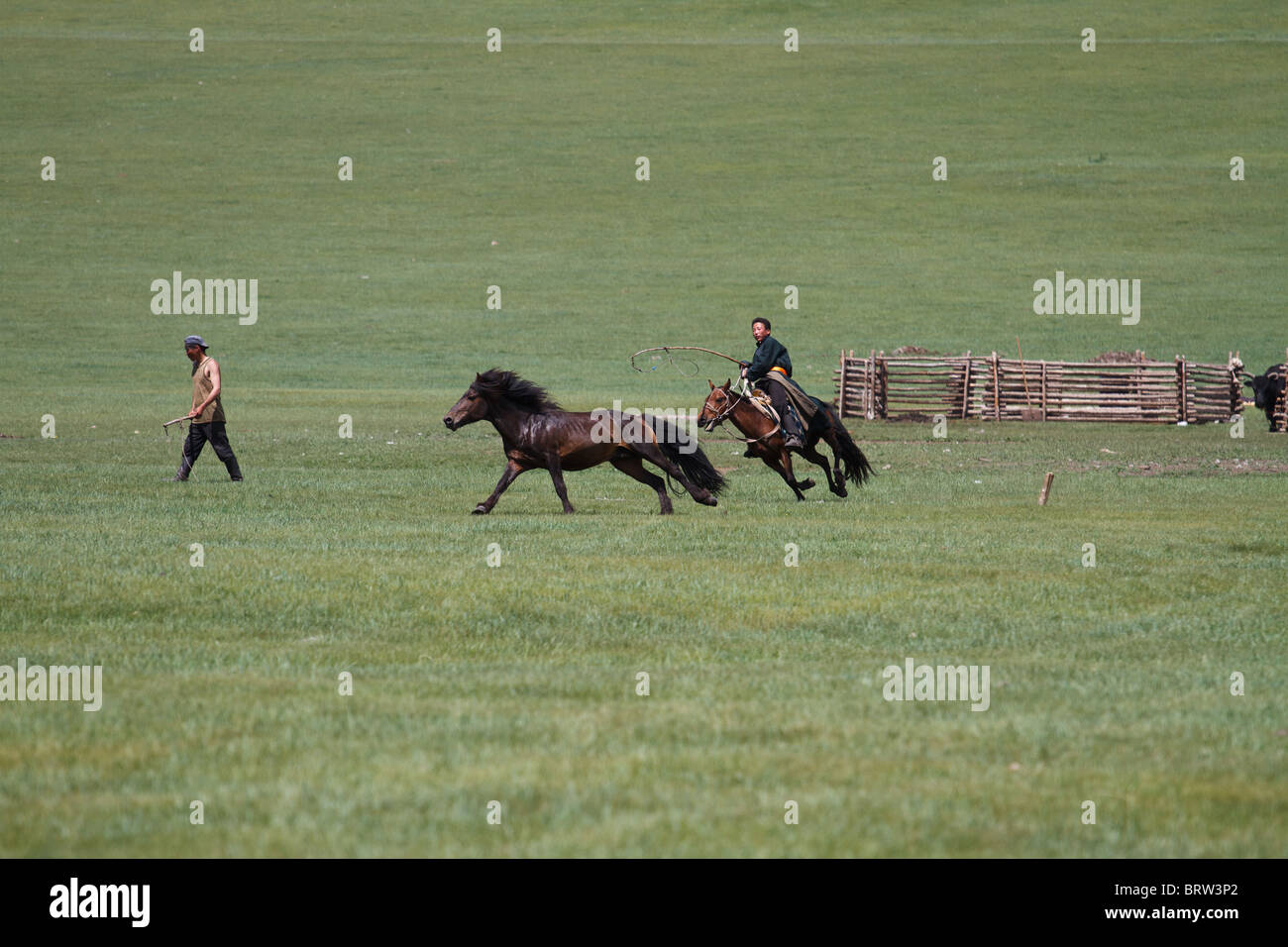 A Mongolian cowboy tries in vane to catch a mare Stock Photo