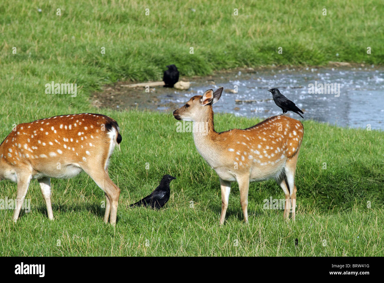 Sika Deer (Cervus nippon) - hind with jackdaw on back. Aka the Spotted Deer and Japanese Deer Stock Photo