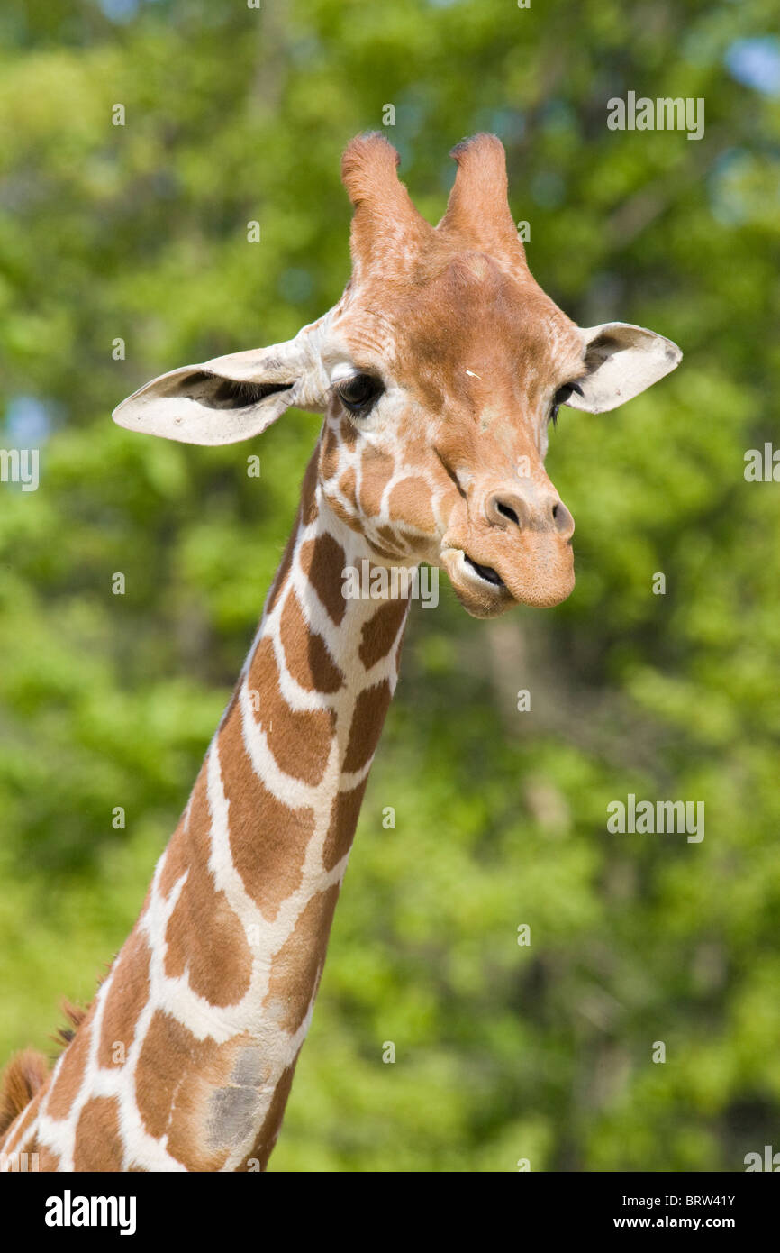 Giraffe Mammal Wildlife Herbivorous 