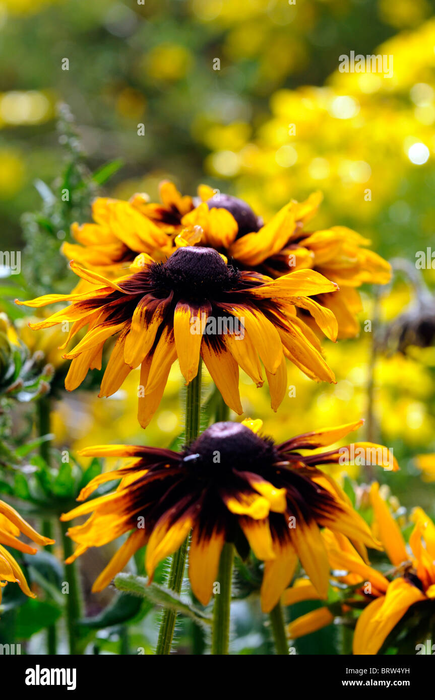 Rudbeckia Hirta Sonora Gloriosa Daisy Black eyed Susan Gold Yellow Rudbeckia Hirta Sonora Gloriosa Daisy Black eyed Susan Gold Yellow