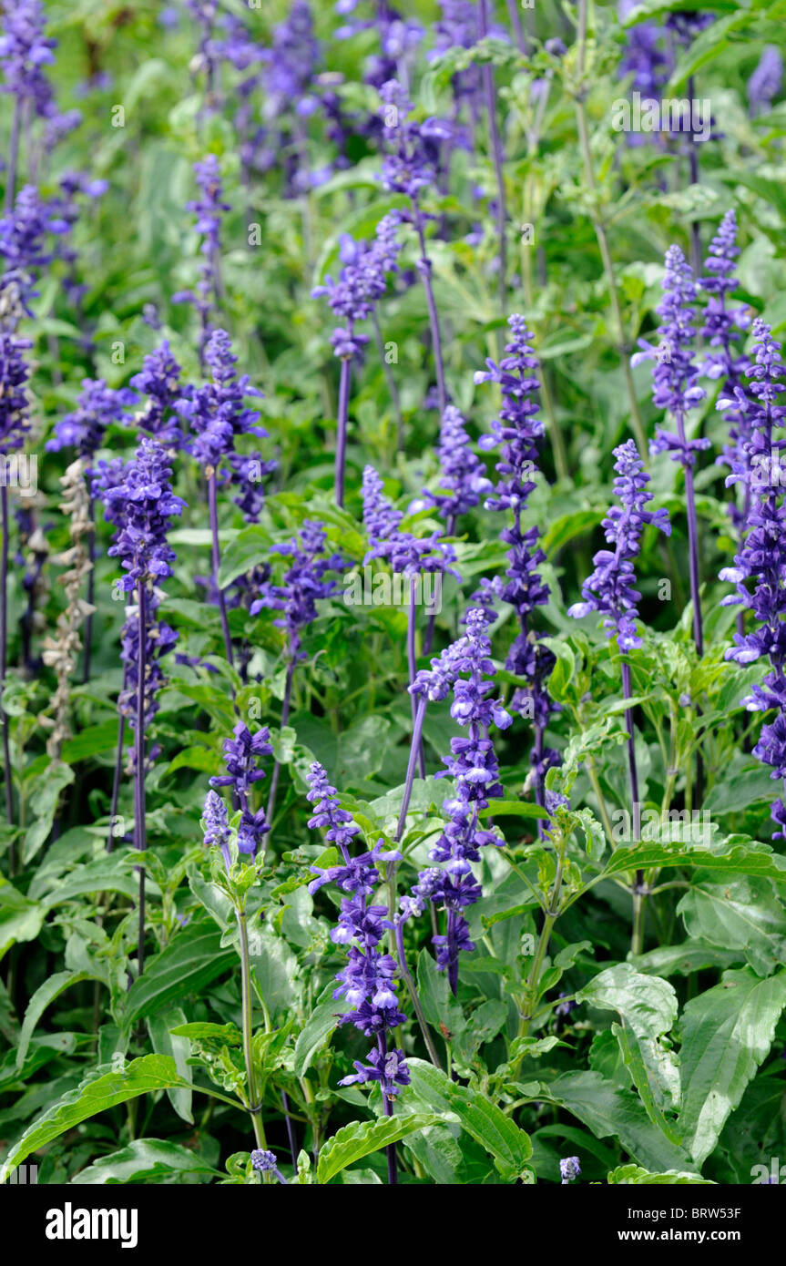 Salvia farinacea Victoria perennial herbaceous plant purple flowers